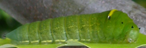 Larvae